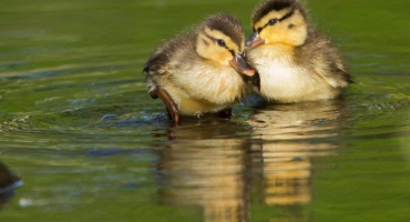 Jak krmit indoor od prvních dnů